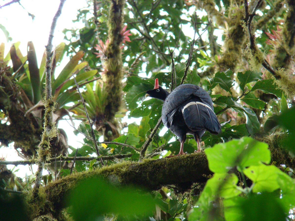 Horned Guan - ML205958081