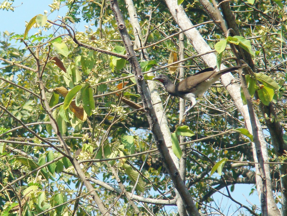 White-bellied Chachalaca - Hector Ceballos-Lascurain