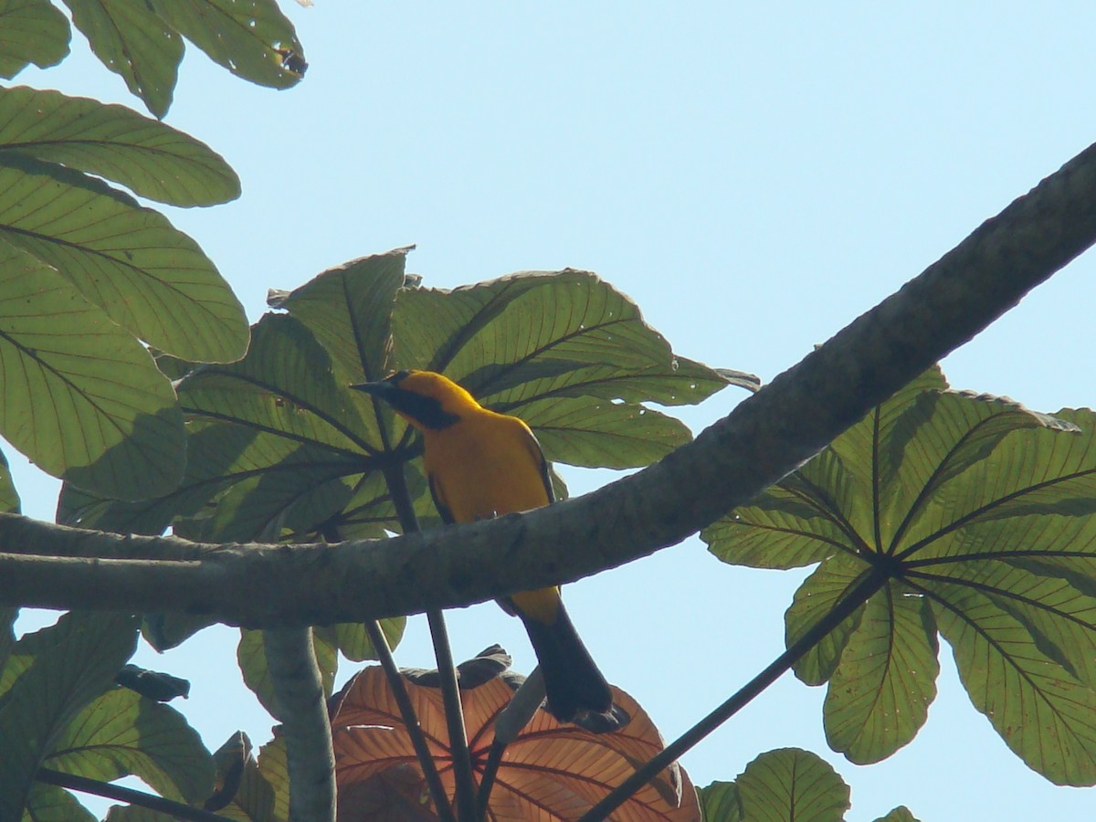 Altamira Oriole - Hector Ceballos-Lascurain