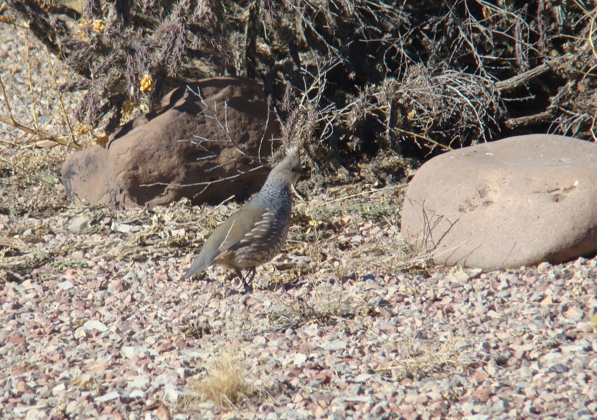 Scaled Quail - ML205958271