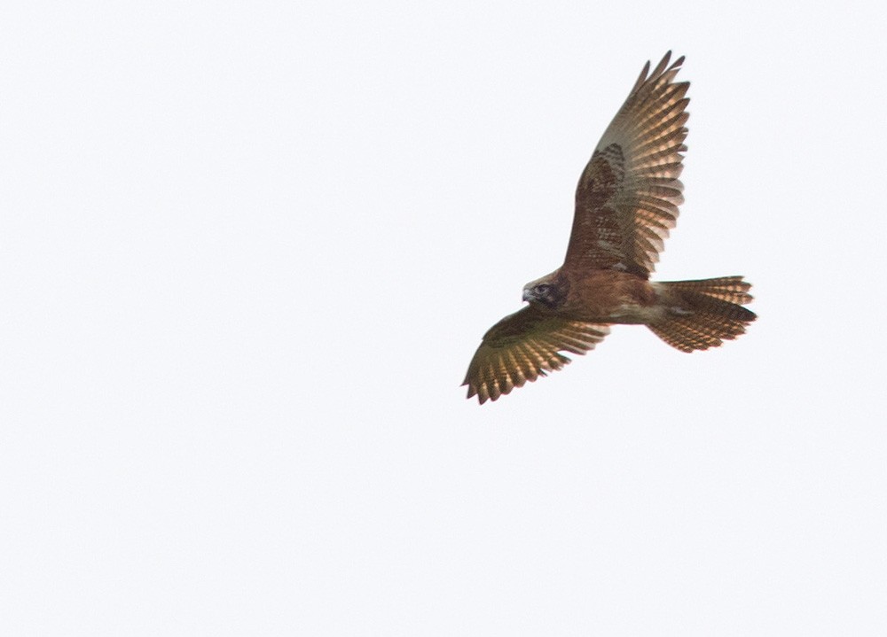 Brown Falcon - ML205958321