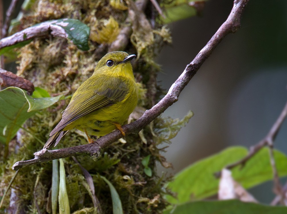 Papua Sinekbülbülü - ML205958331