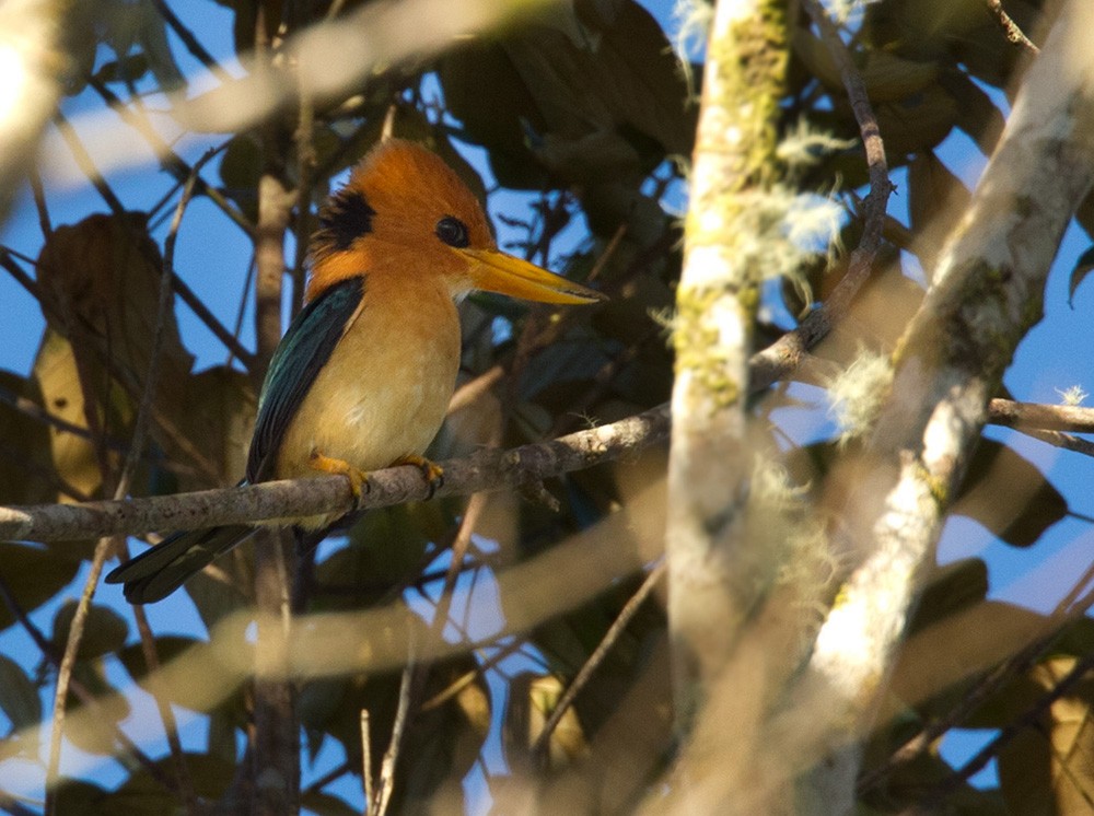 Mountain Kingfisher - ML205958431