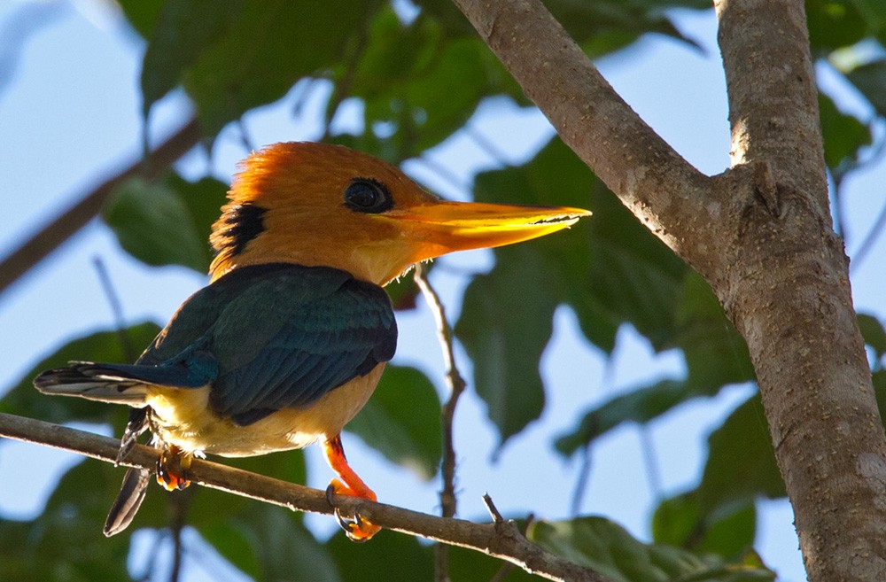 Mountain Kingfisher - ML205958441