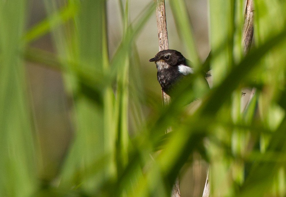 White-shouldered Fairywren - ML205958451