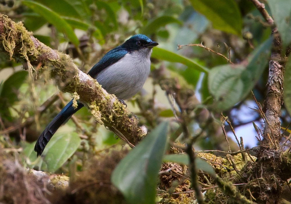 Fan-tailed Berrypecker - Lars Petersson | My World of Bird Photography