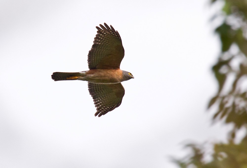 Brown Goshawk - ML205958511