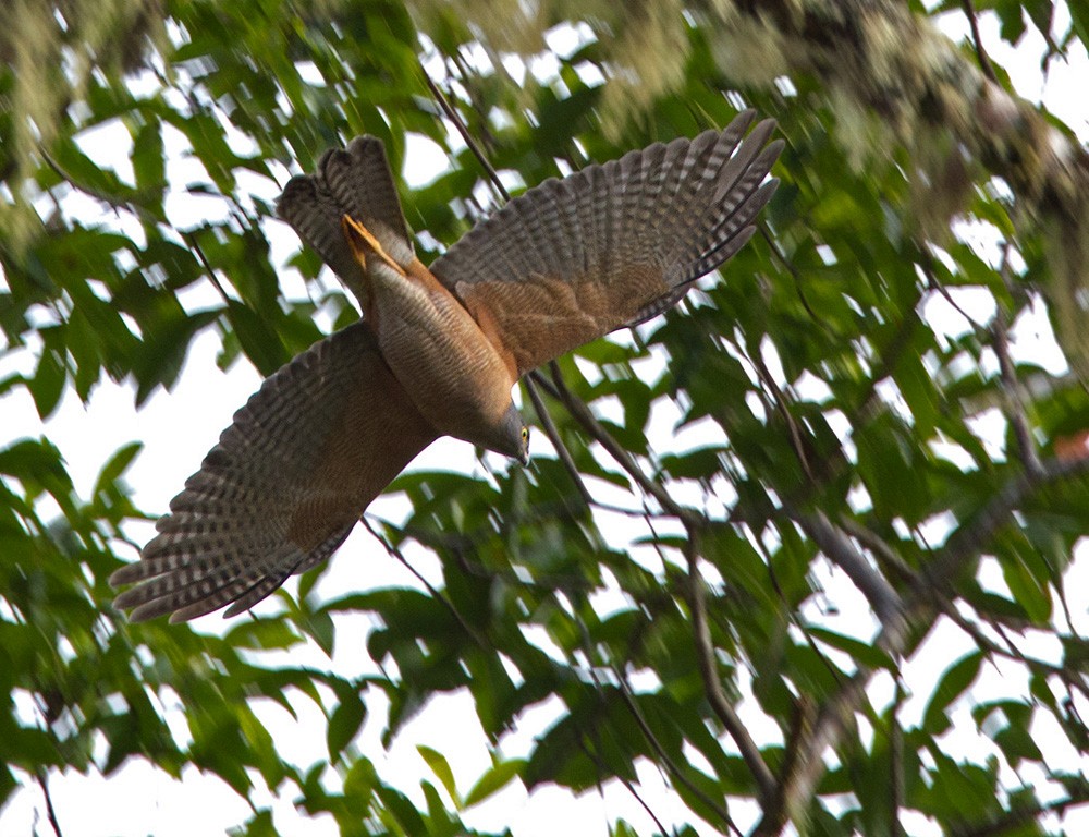 Brown Goshawk - ML205958521