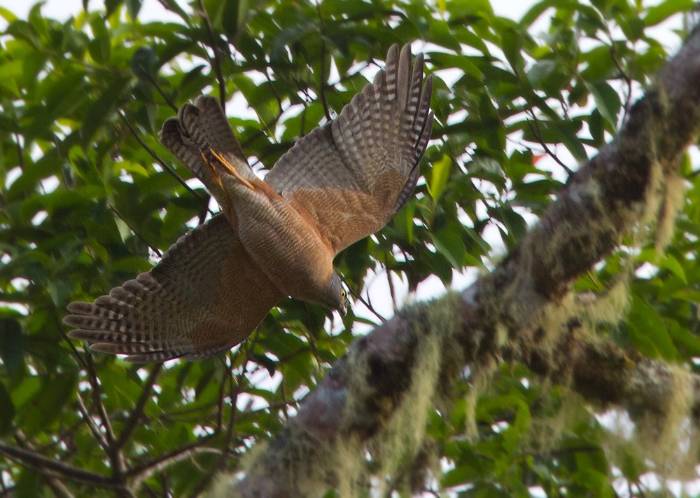 Brown Goshawk - ML205958531