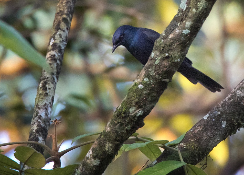 Stuhlmann's Starling - ML205958551