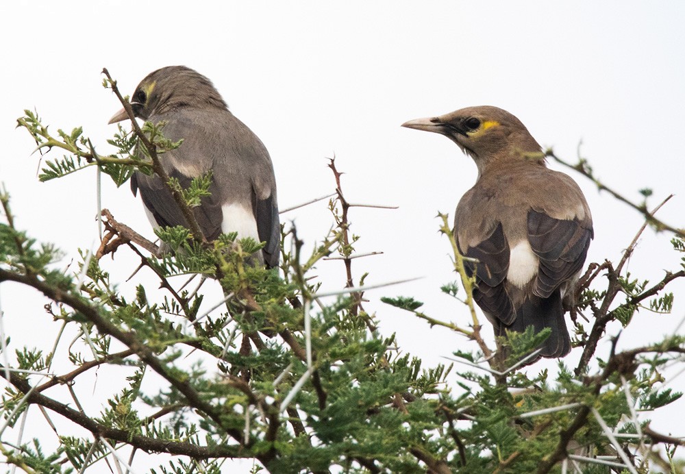 Wattled Starling - ML205958621