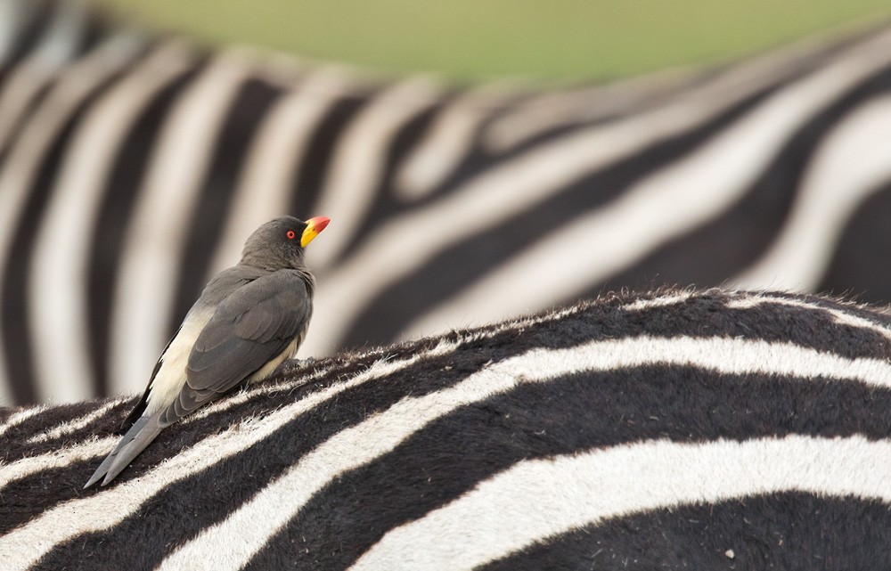 Yellow-billed Oxpecker - ML205958651