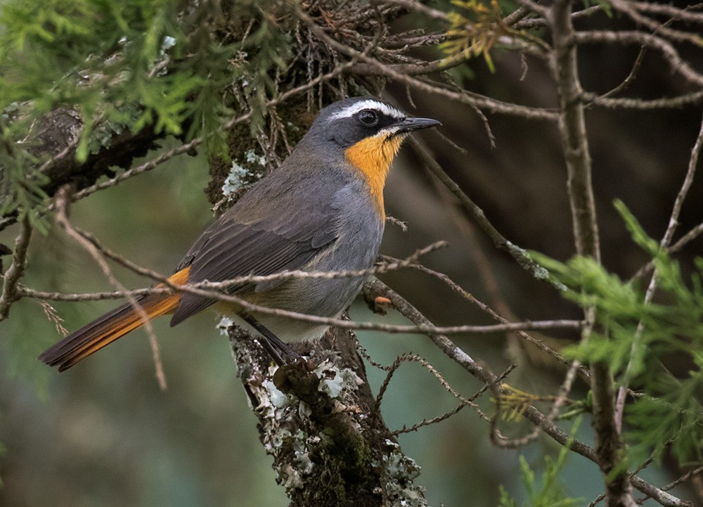 Cape Robin-Chat - Lars Petersson | My World of Bird Photography