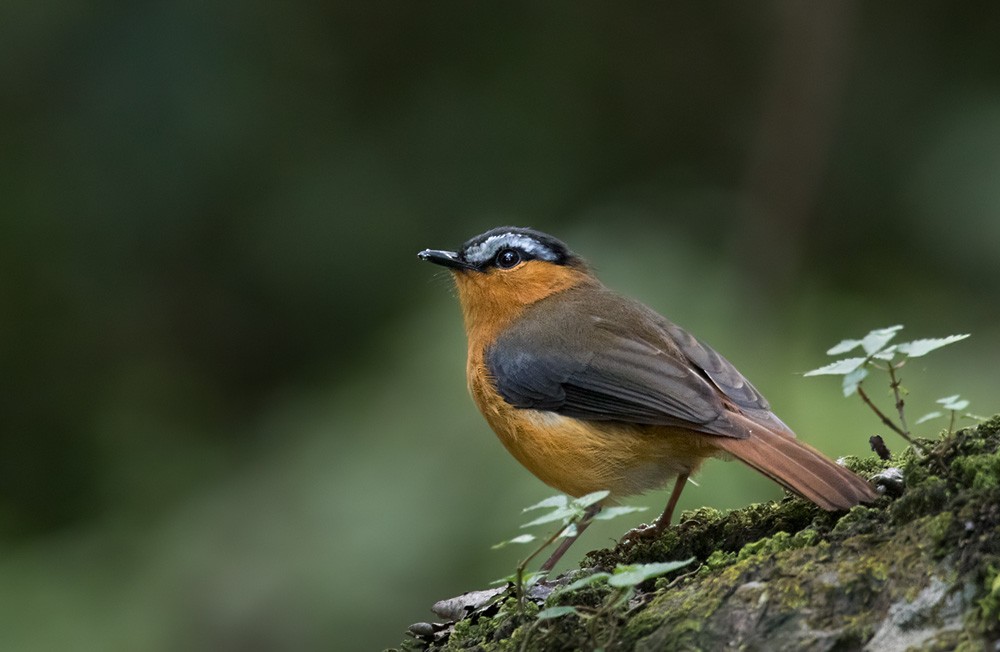 Gray-winged Robin-Chat (Gray-winged) - ML205958761