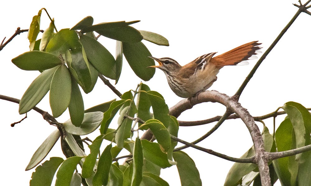 Red-backed Scrub-Robin (Red-backed) - Lars Petersson | My World of Bird Photography