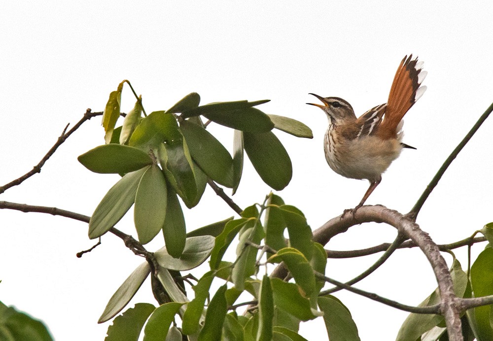 Red-backed Scrub-Robin (Red-backed) - Lars Petersson | My World of Bird Photography