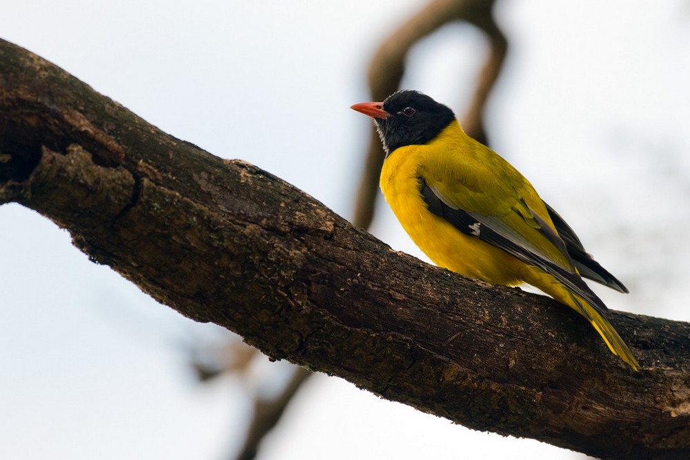 Ethiopian Black-headed Oriole - ML205958841