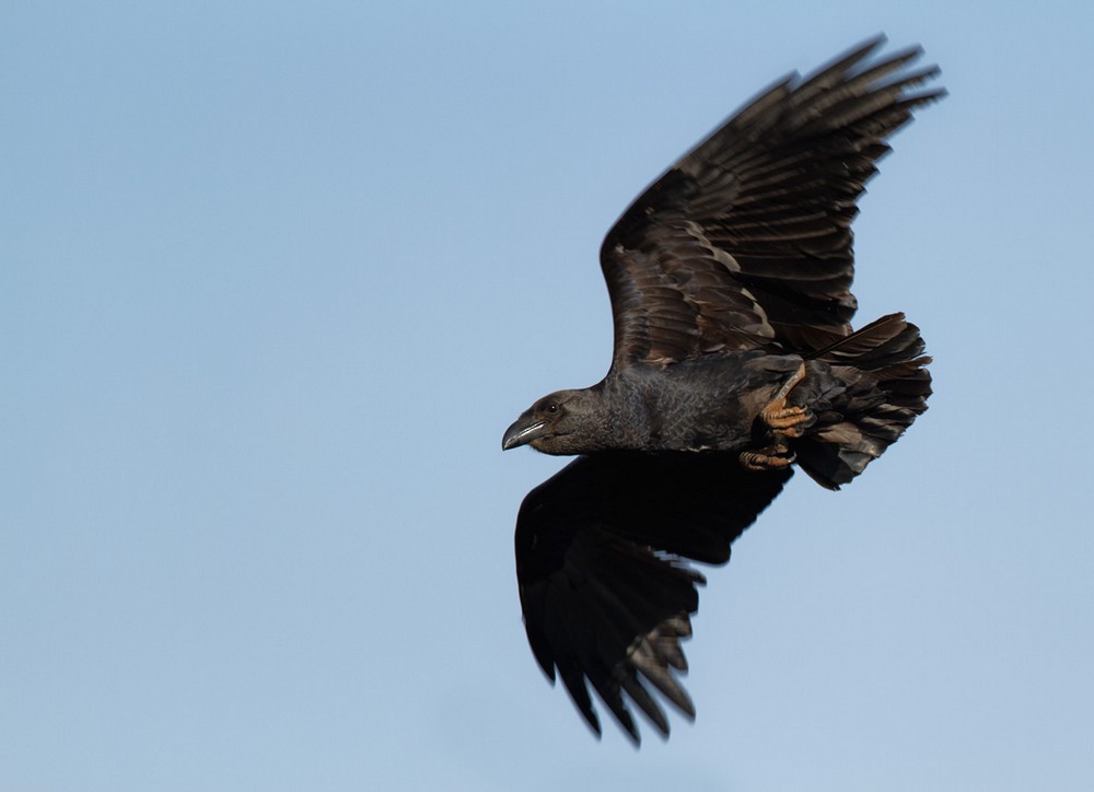 Fan-tailed Raven - Lars Petersson | My World of Bird Photography
