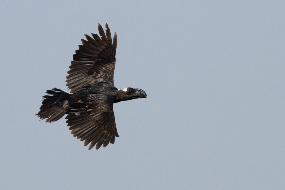 Thick-billed Raven - ML205958891