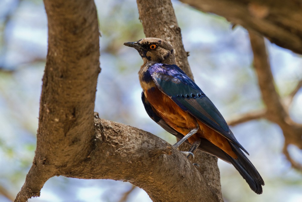 Shelley's Starling - ML205958971