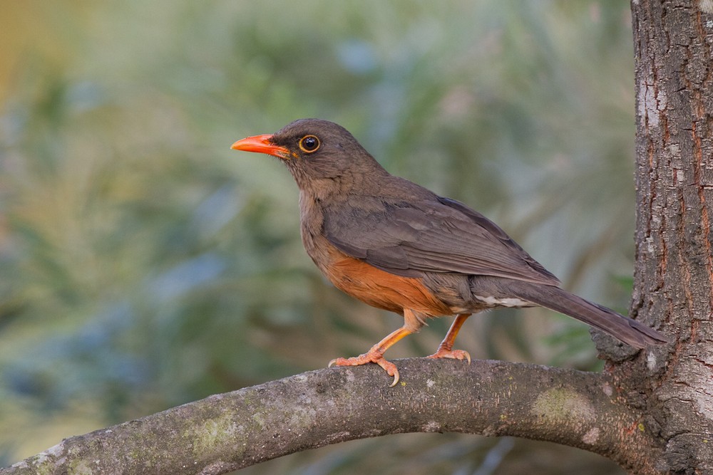 Abyssinian Thrush (Abyssinian) - ML205958991