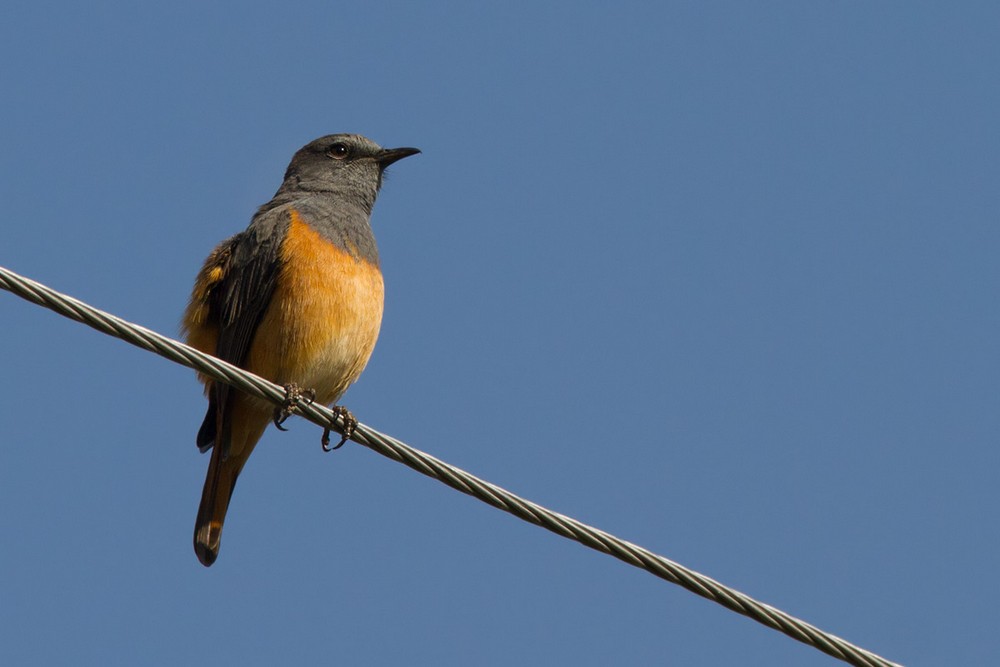 Little Rock-Thrush - Lars Petersson | My World of Bird Photography