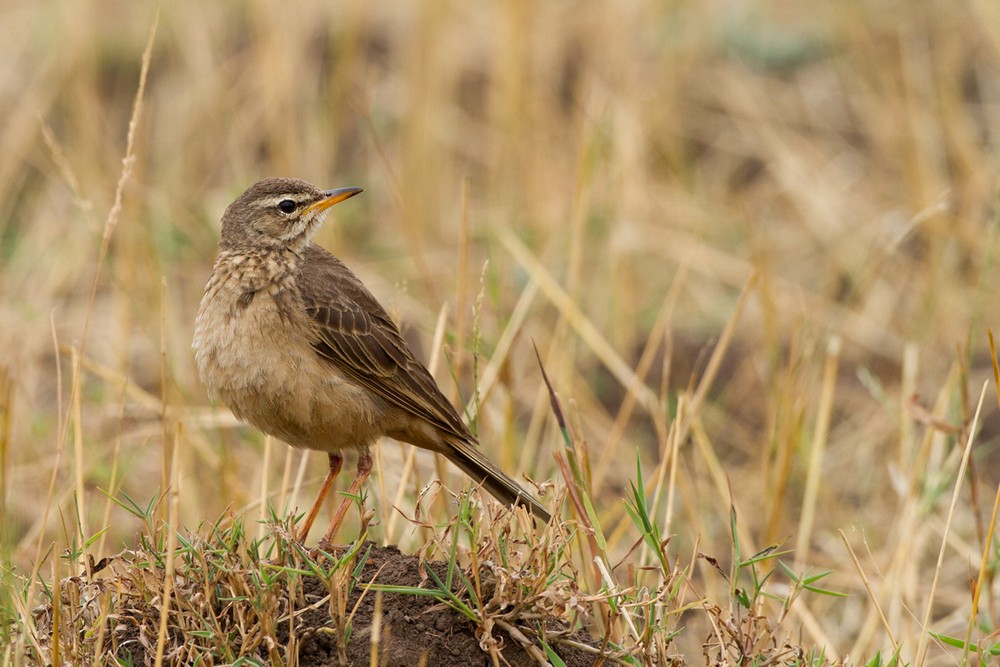 Plain-backed Pipit - ML205959121