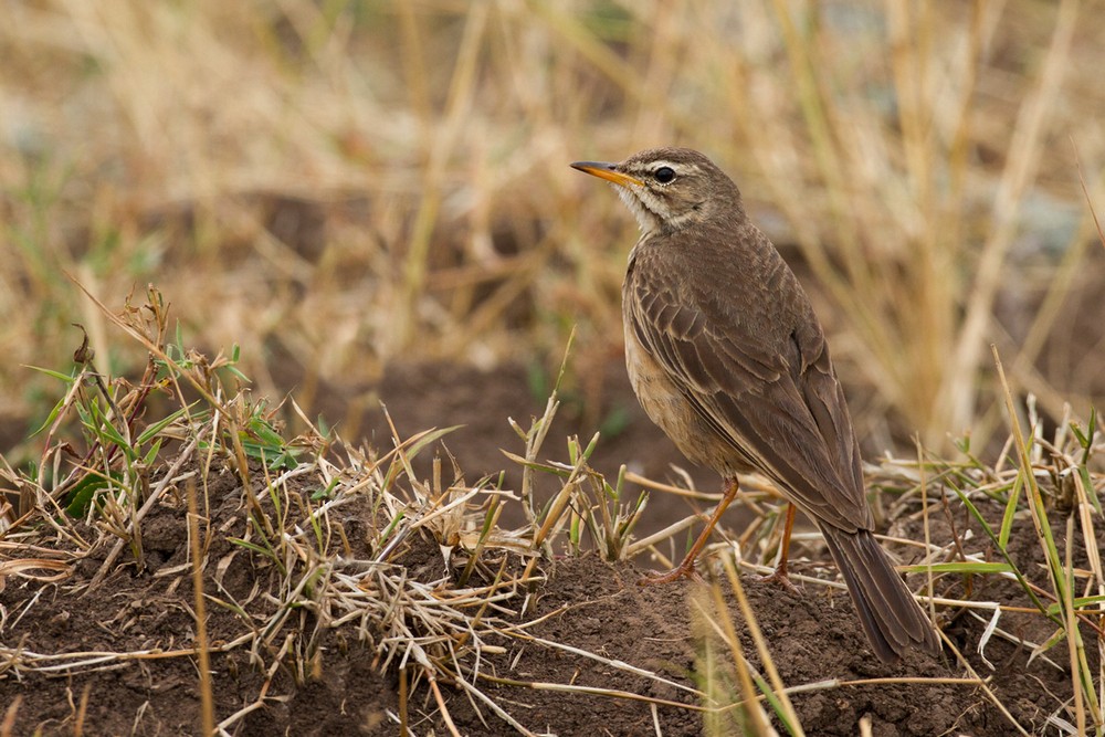 Plain-backed Pipit - ML205959131