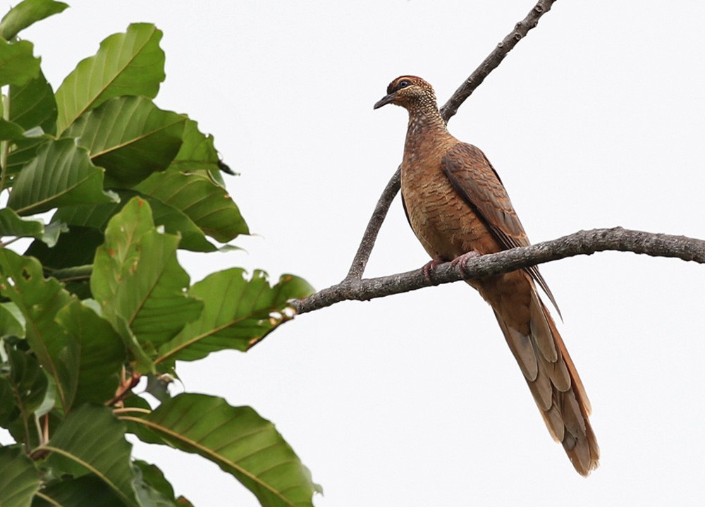 Timor Cuckoo-Dove - Lars Petersson | My World of Bird Photography