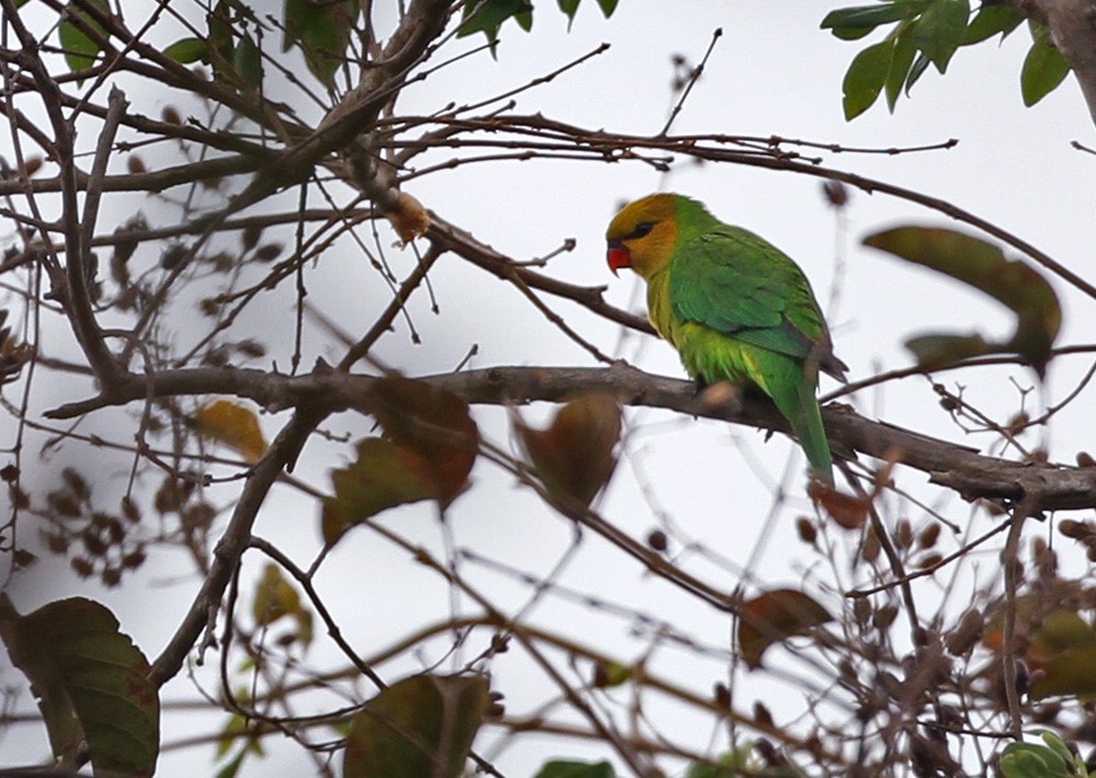 Olive-headed Lorikeet - Lars Petersson | My World of Bird Photography