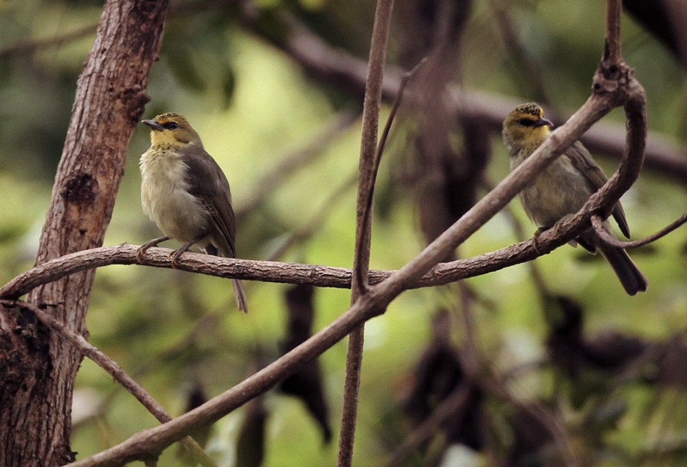 Timor White-eye - ML205959161