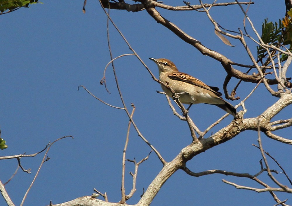 White-shouldered Triller - ML205959181