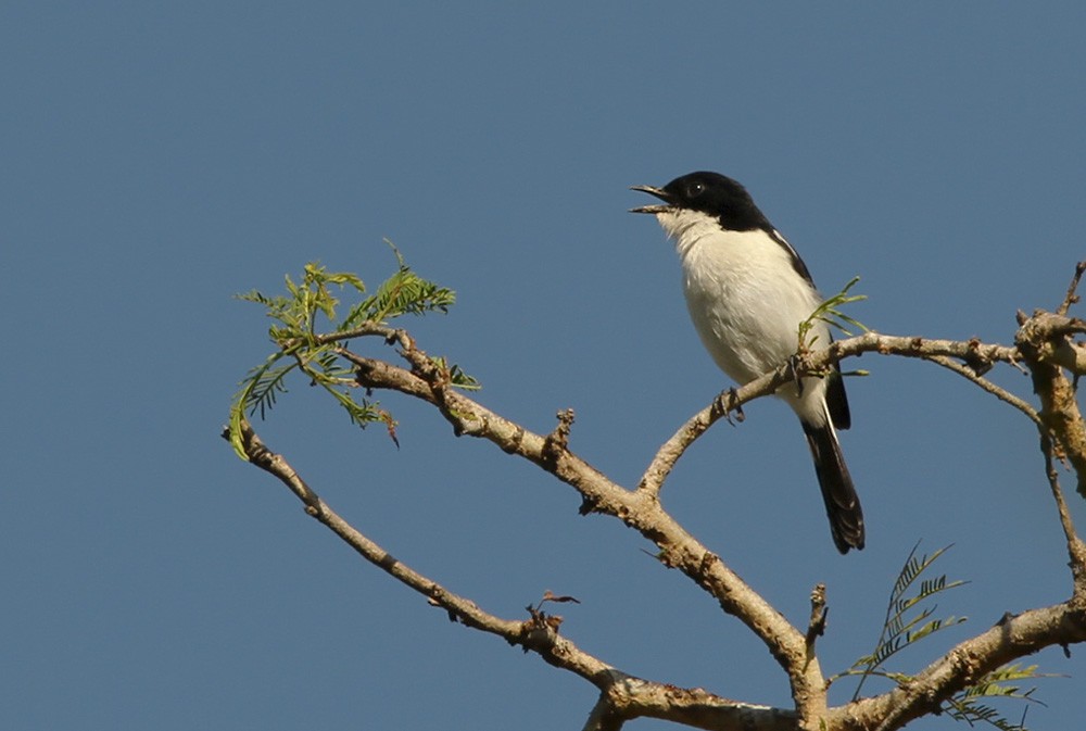 Timor Bushchat - Lars Petersson | My World of Bird Photography