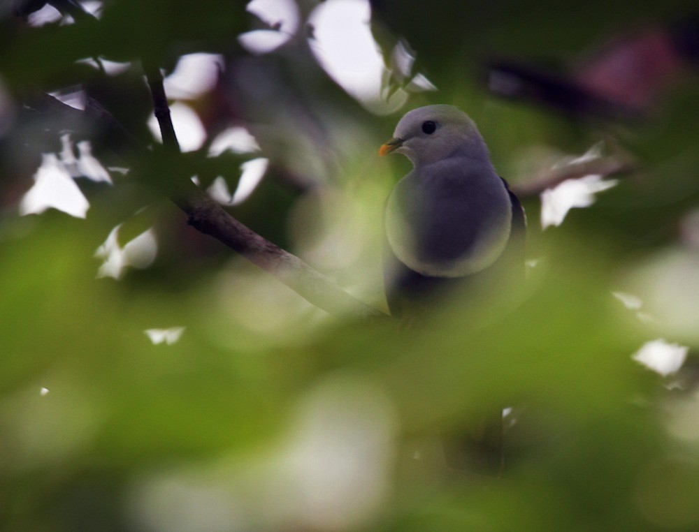 Black-backed Fruit-Dove - ML205959331