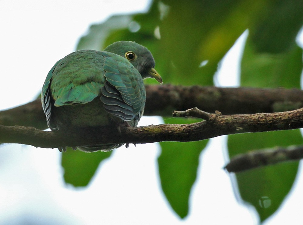 Black-naped Fruit-Dove - Lars Petersson | My World of Bird Photography