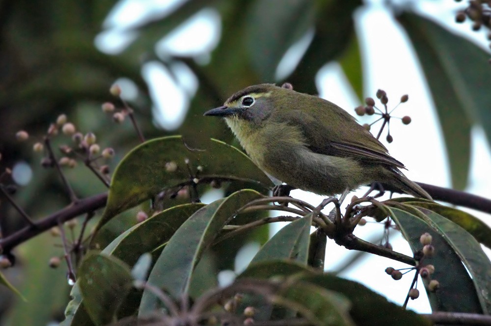 White-browed White-eye - Lars Petersson | My World of Bird Photography