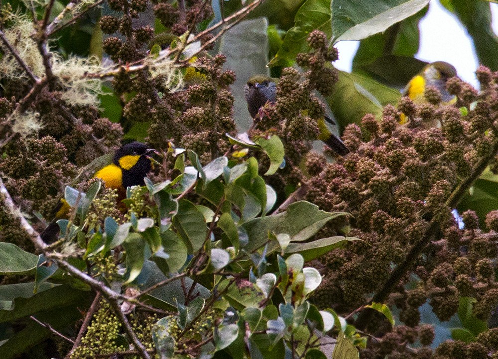 Tit Berrypecker - ML205959441