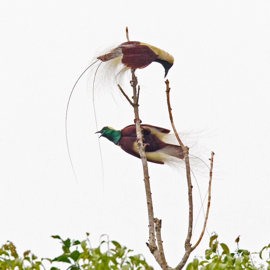 Emperor Bird-of-Paradise - ML205959501