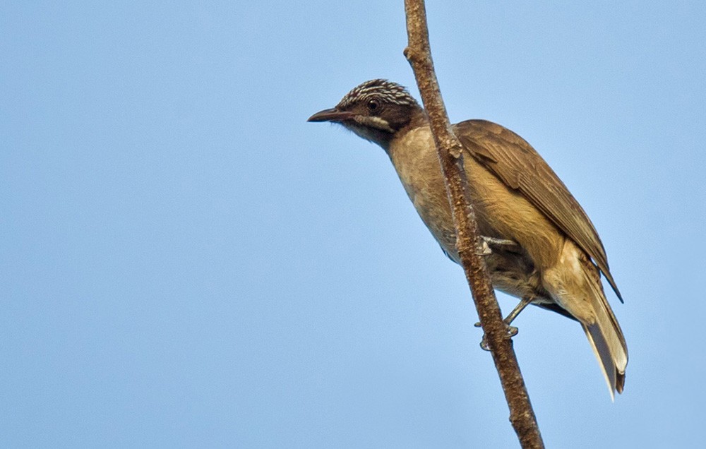 Streak-headed Honeyeater - Lars Petersson | My World of Bird Photography