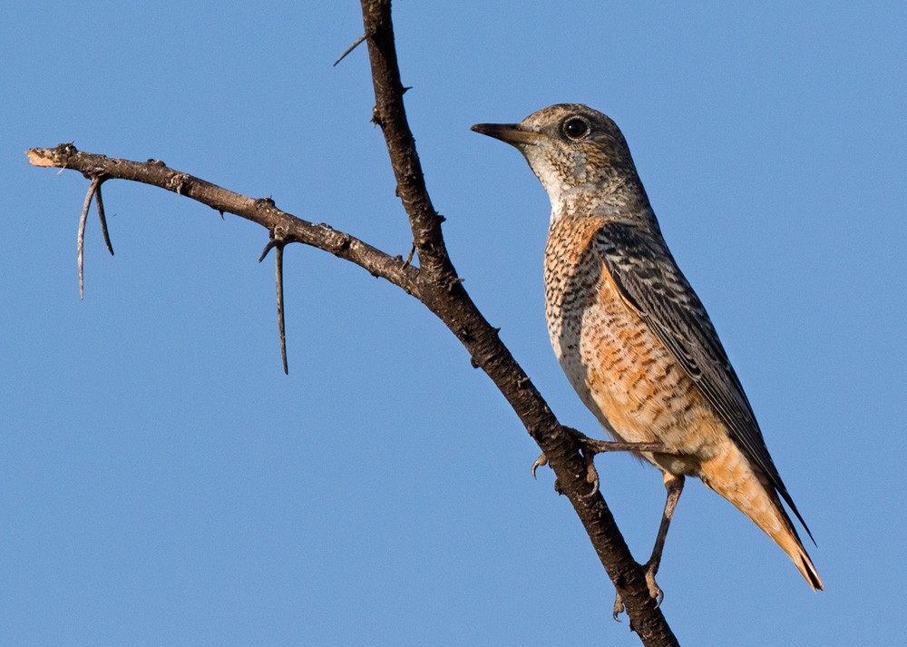 Rufous-tailed Rock-Thrush - ML205959751