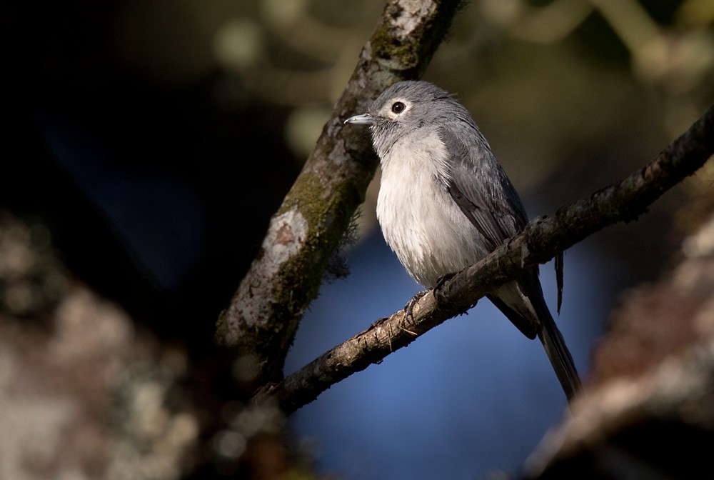 Gözlüklü Drongo Sinekkapanı - ML205959781