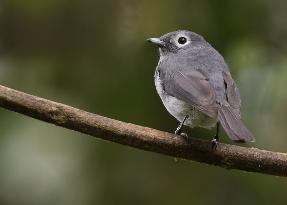 Gözlüklü Drongo Sinekkapanı - ML205959791