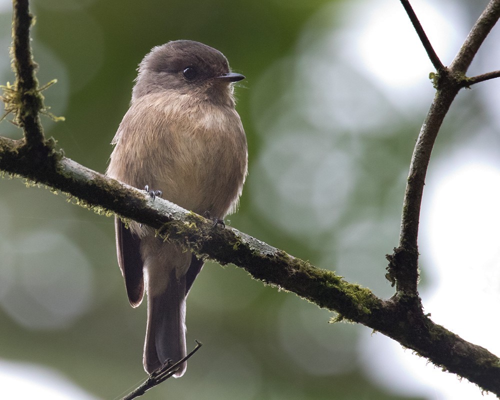 African Dusky Flycatcher - Lars Petersson | My World of Bird Photography