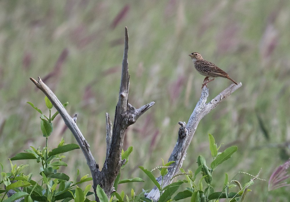 Singing Bushlark (Singing) - Lars Petersson | My World of Bird Photography