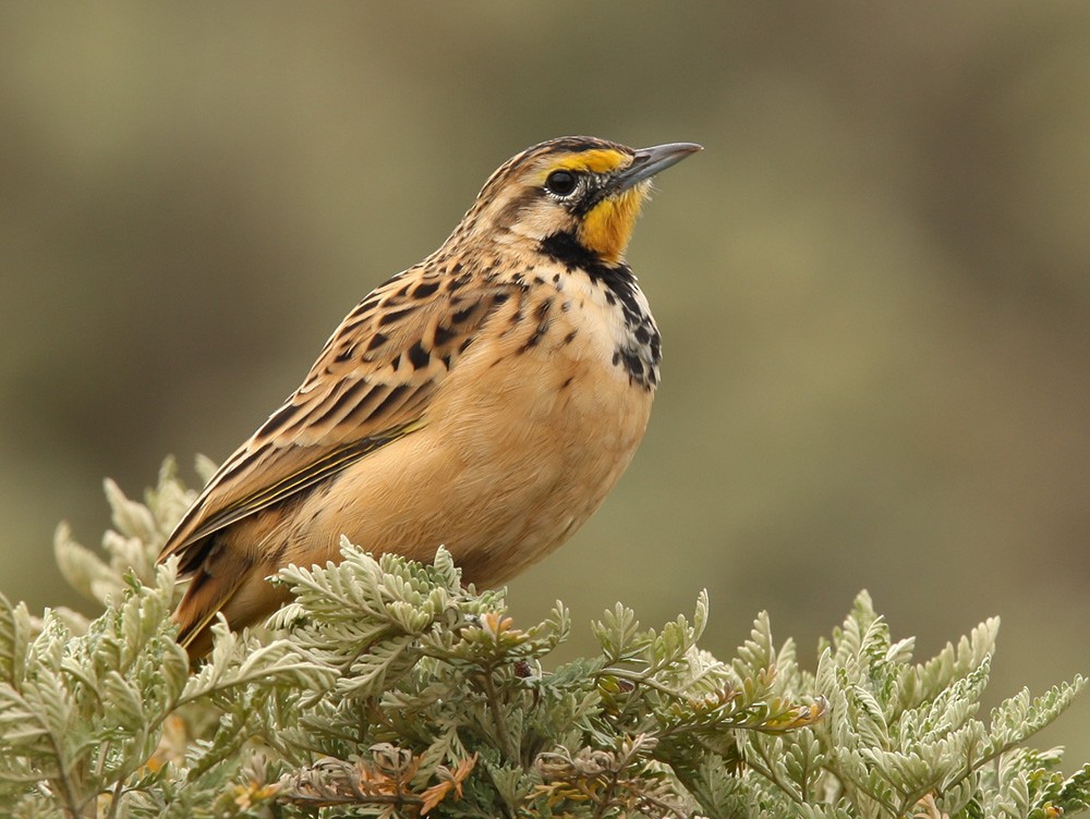 Abyssinian Longclaw - Lars Petersson | My World of Bird Photography