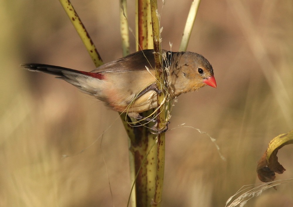 Fawn-breasted Waxbill (Abyssinian) - ML205960071