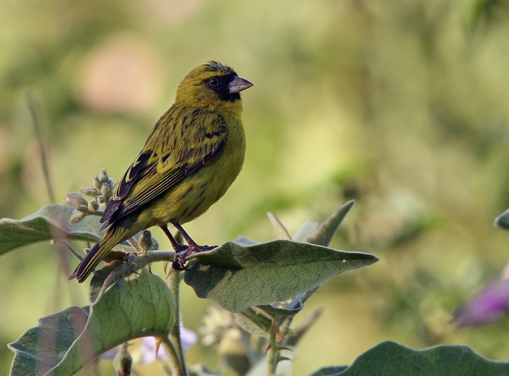 African Citril - Lars Petersson | My World of Bird Photography