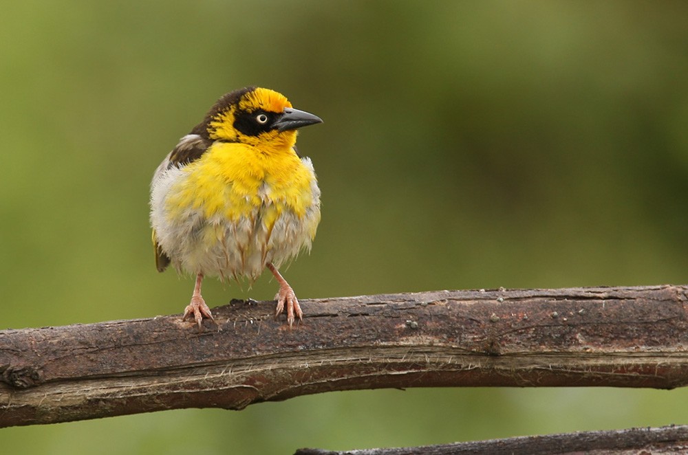 Baglafecht Weaver - Lars Petersson | My World of Bird Photography