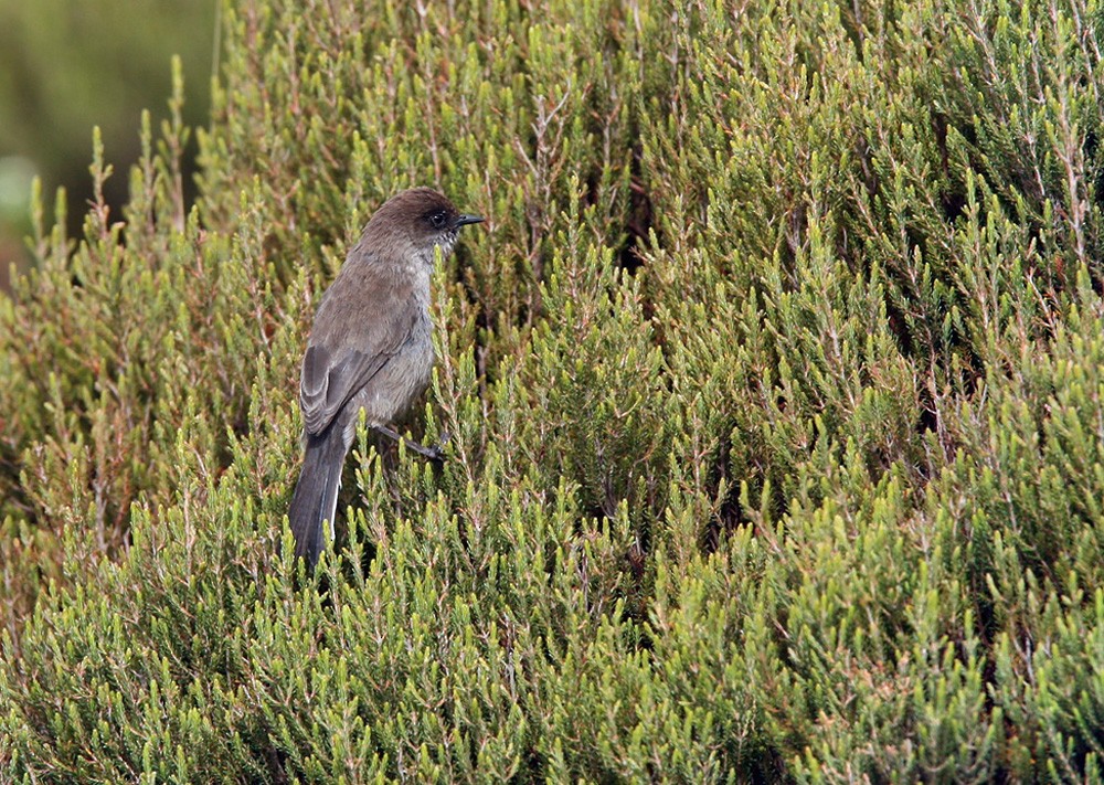 Curruca Parda (griseiventris) - ML205960191