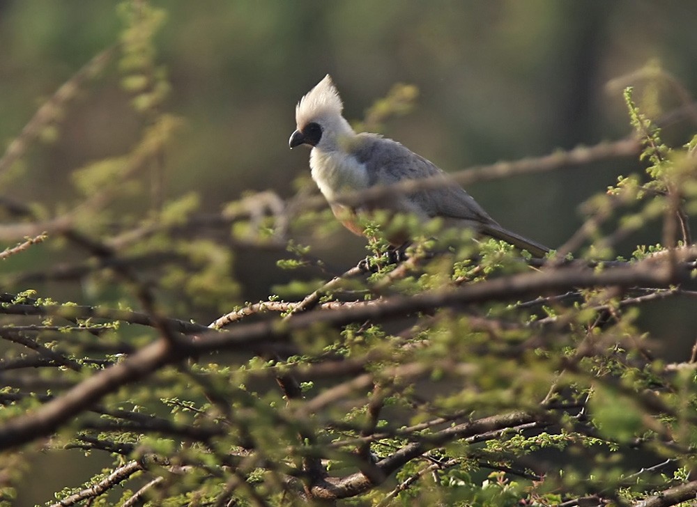 Bare-faced Go-away-bird (Brown-faced) - ML205960211